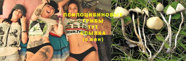 PSILOCYBIN Белокуриха